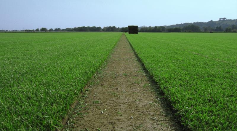 Tevere Prati - Azienda Agricola a Roma - Distributore di prato a rotoli per vivai e operatori del verde