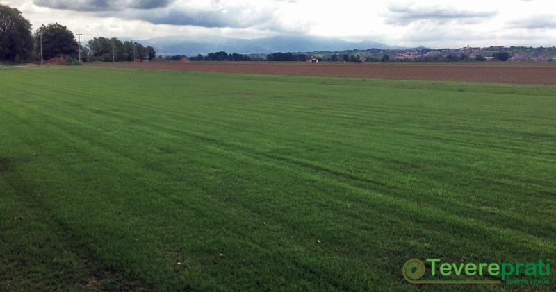 Prato di Zoysia Japonica in rotoli - Seconda fase di rinverdimento - fine Maggio